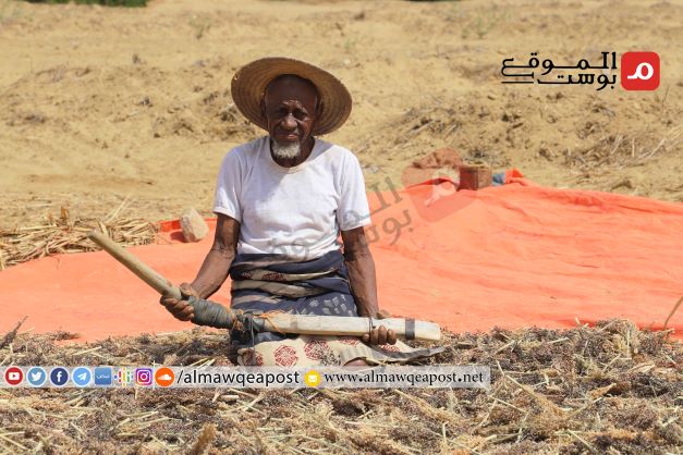 الحصاد السنوي للحبوب في حجة ينصدم بعدم وجود أسواق للبيع