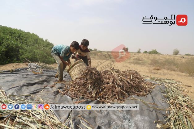 الحصاد السنوي للحبوب في حجة ينصدم بعدم وجود أسواق للبيع