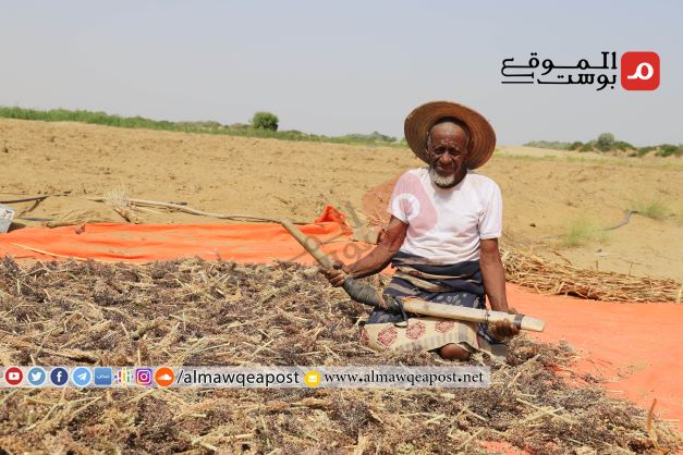 الحصاد السنوي للحبوب في حجة ينصدم بعدم وجود أسواق للبيع