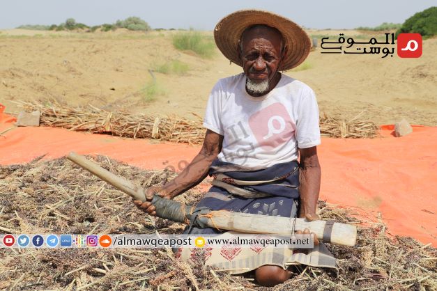 الحصاد السنوي للحبوب في حجة ينصدم بعدم وجود أسواق للبيع