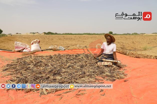 الحصاد السنوي للحبوب في حجة ينصدم بعدم وجود أسواق للبيع