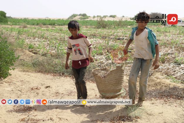 الحصاد السنوي للحبوب في حجة ينصدم بعدم وجود أسواق للبيع