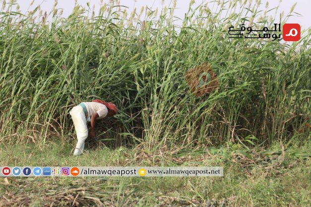 الحصاد السنوي للحبوب في حجة ينصدم بعدم وجود أسواق للبيع