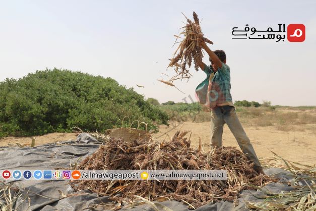 الحصاد السنوي للحبوب في حجة ينصدم بعدم وجود أسواق للبيع