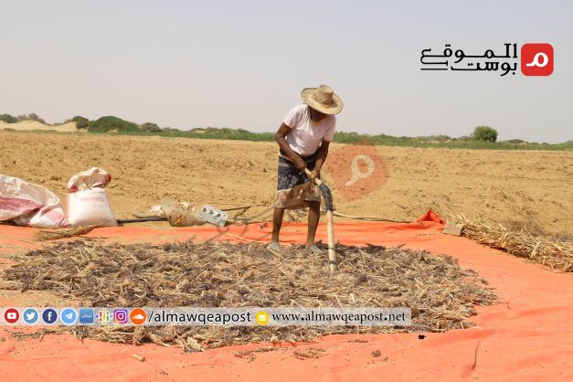 الحصاد السنوي للحبوب في حجة ينصدم بعدم وجود أسواق للبيع