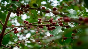 اليمن يسلم "اليونسكو" ملف "البن" لإدراجه ضمن قائمة التراث العالمي