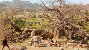 عمرها ألفي عام.. انشقاق مفاجئ لشجرة "الغريب" التاريخية في تعز يُثير الحزن باليمن