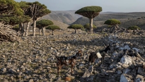 تقرير أمريكي: الصراع في سقطرى يهدد بقاء "شجرة دم الأخوين" النادرة في العالم (ترجمة خاصة)