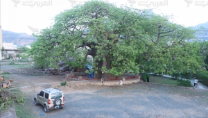 شجرة الغريب... مبادرة لإنقاذ "حارسة الدهر" في اليمن