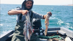 الحوثيون يعلنون فتح موسم اصطياد "الحبار" في البحر الأحمر