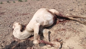 نفوق 15 ناقة بصاعقة رعدية غربي تعز