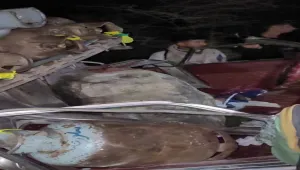 إصابة شخصين بجروح خطرة إثر انهيار صخري غربي إب