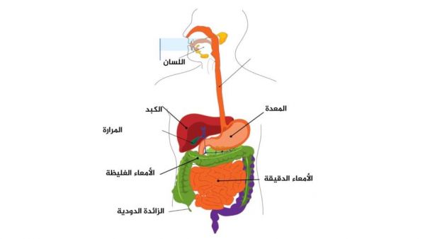 هل تعاني من التهاب الزائدة الدودية؟