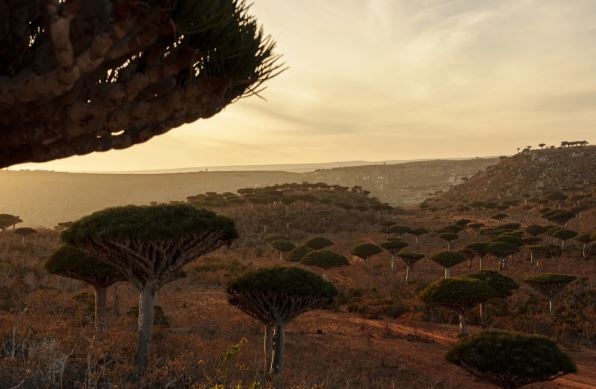 جزيرة سقطرى اليمنية.. الجنة البعيدة المليئة بالعجائب الطبيعية الخلابة (ترجمة خاصة)