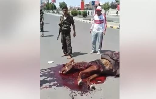 صنعاء.. مسلحو الحوثي يقتلون حصانًا ويعتقلون مسنًا على خلفية رفع العلم الوطني (فيديو)