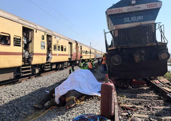 مقتل سبعة أفيال في حادث قطار في الهند