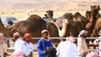 "مهرجان فتخة عيوة لمزاينة الإبل" بحضرموت يشهد أكبر منافسة للبيع والشراء 